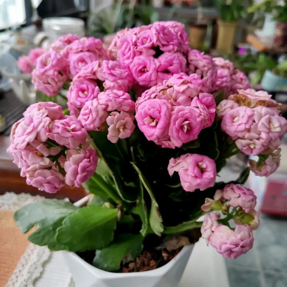 Lilian Kalanchoe Seeds