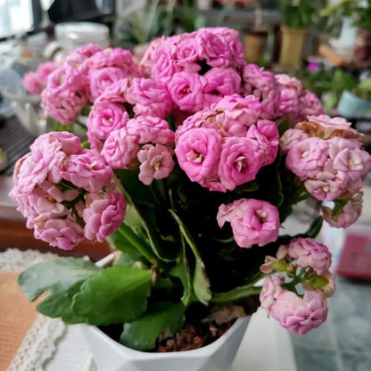 Lilian Kalanchoe Seeds