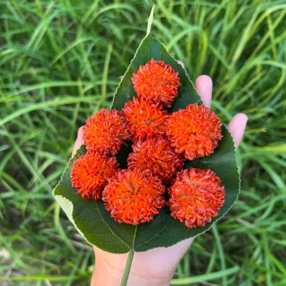 Paper Mulberry Seeds
