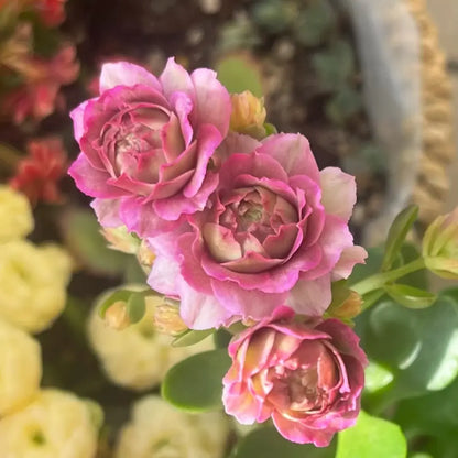 Lisbon Kalanchoe Seeds
