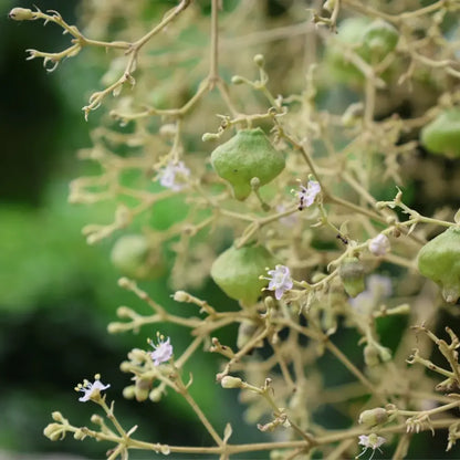 Teak Seeds