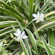 Variegated Spider Plant Seeds