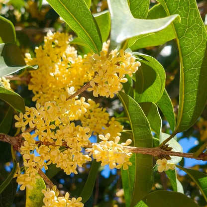 Golden Sweet Osmanthus Seeds