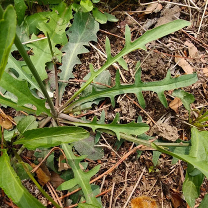 Indian Lettuce Seeds