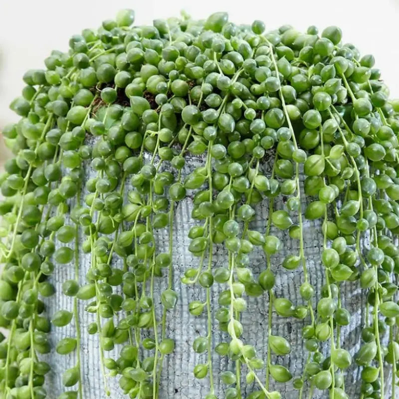 String of Tears Seeds