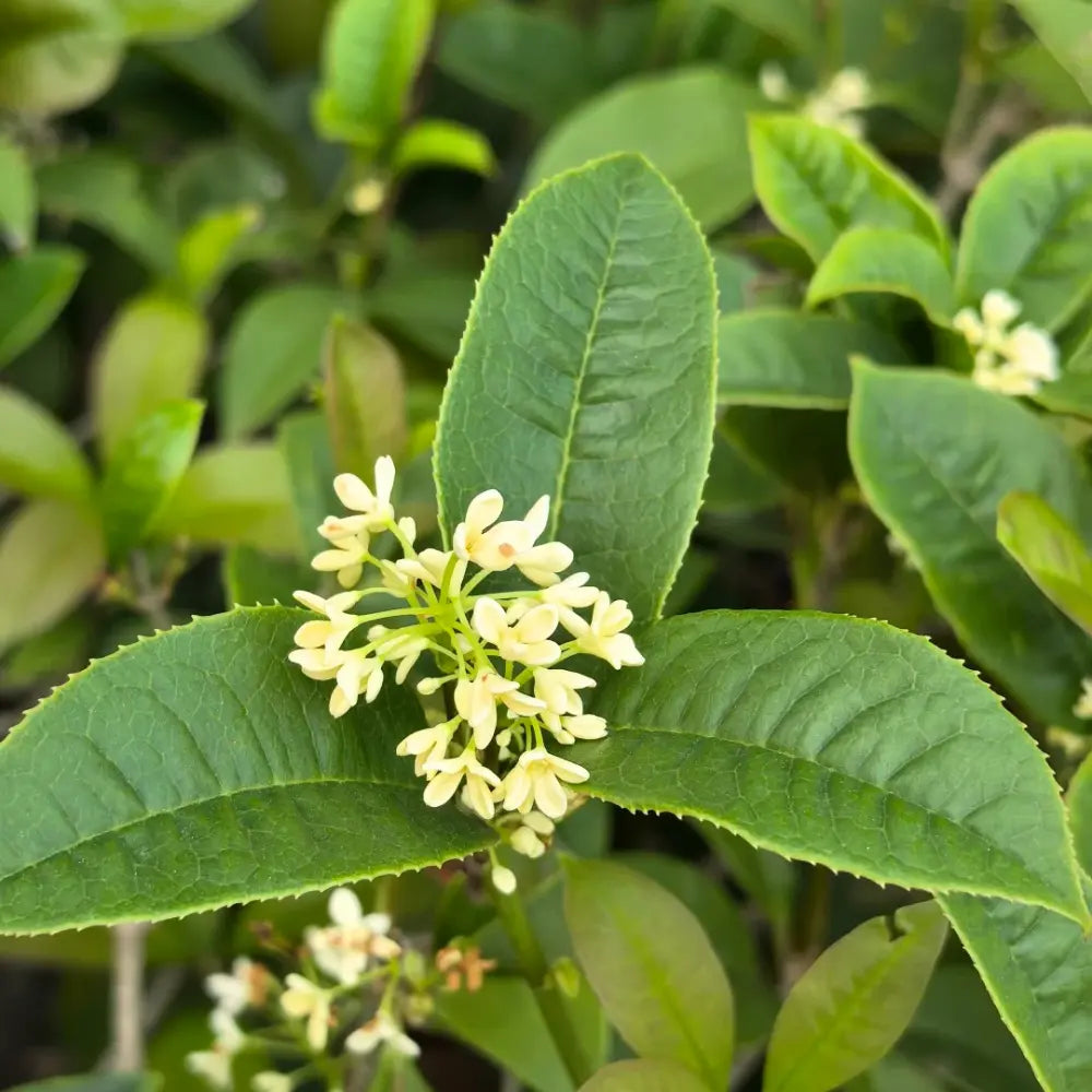 Four Seasons Sweet Osmanthus Seeds