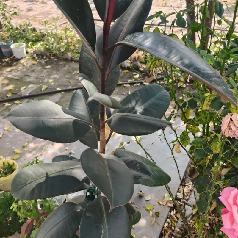 Rubber Plant Seeds