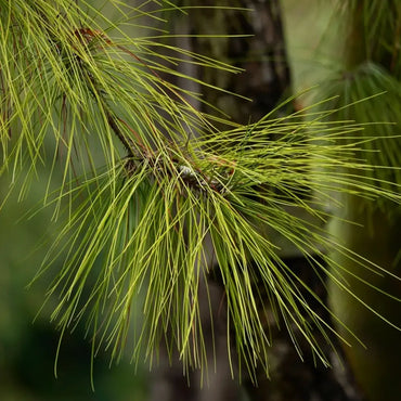 American Slash Pine Seeds
