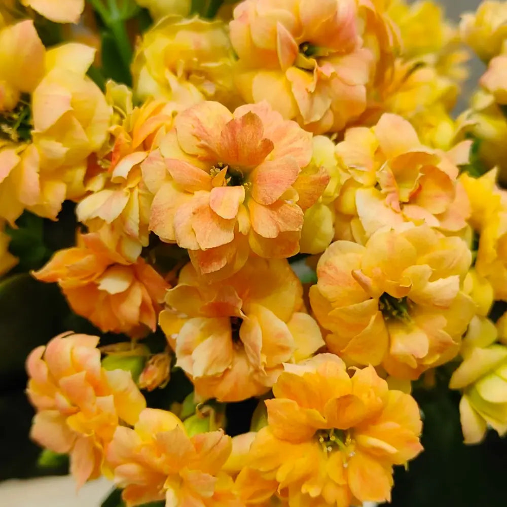 Barber Kalanchoe Seeds