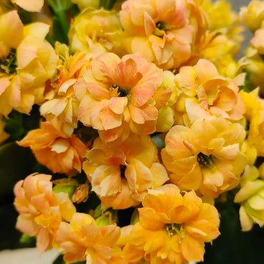 Barber Kalanchoe Seeds