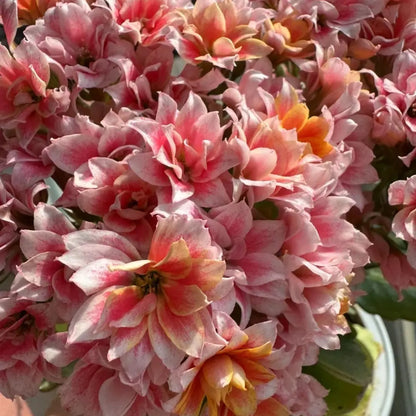 Fairy Tale Kalanchoe Seeds