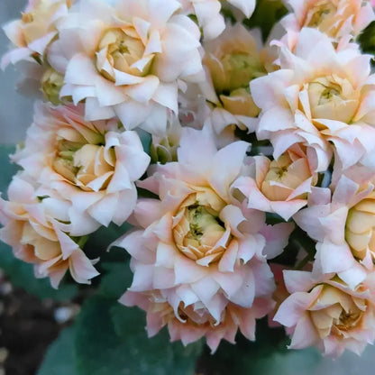 Strawberry Puff Kalanchoe Seeds
