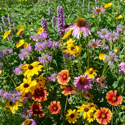 Wildflower Seeds - Dwarf Mix Includes Candytuft, Snapdragon, Clarkia Amoena, etc.