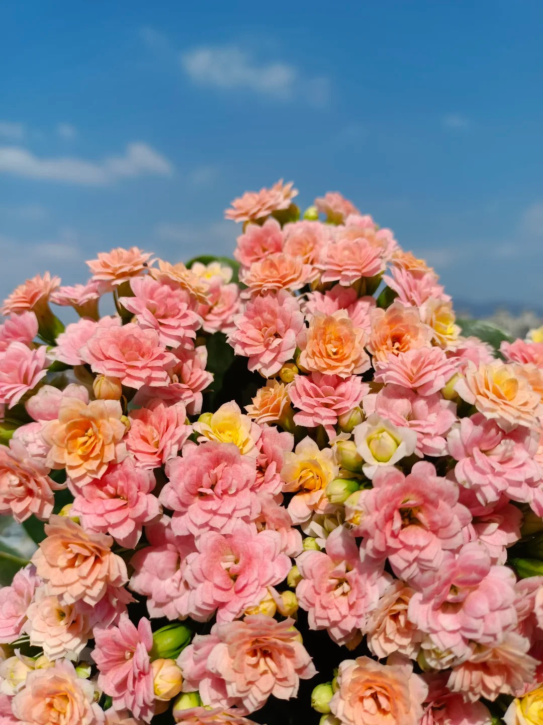 Fruit Candy Kalanchoe Seeds