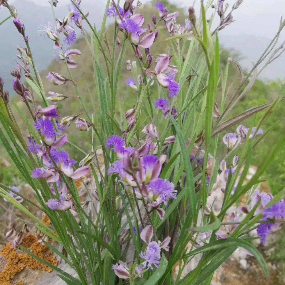 Chinese Senega Seeds