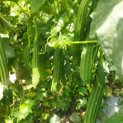 Luffa Seeds
