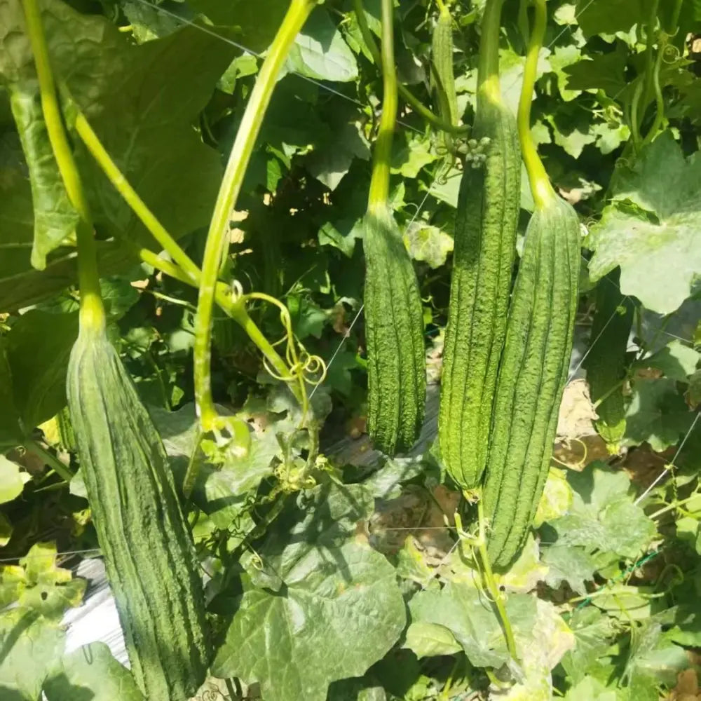 Luffa Seeds