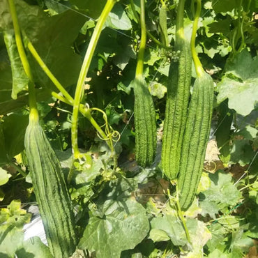 Luffa Seeds