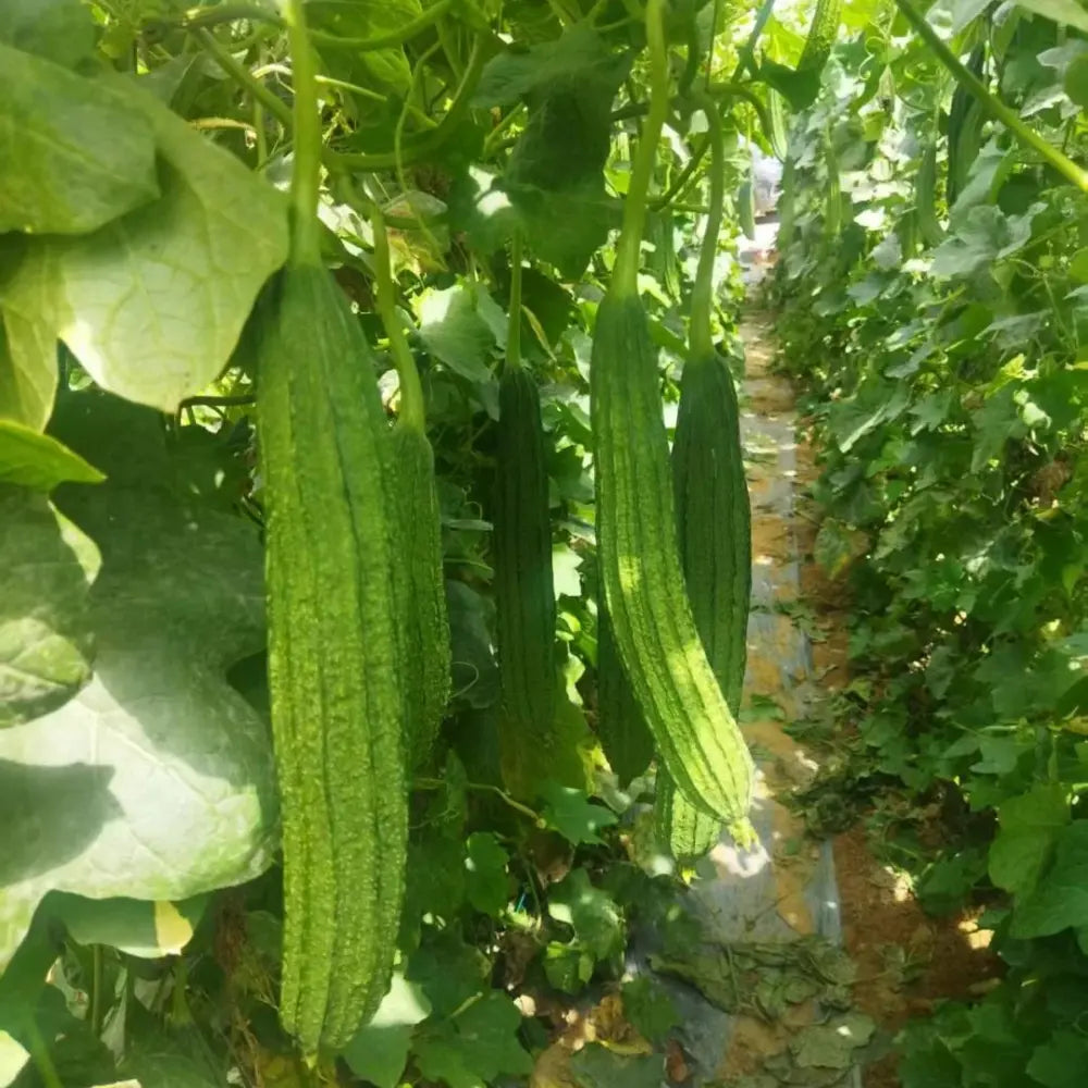 Luffa Seeds