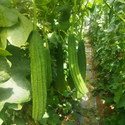 Luffa Seeds