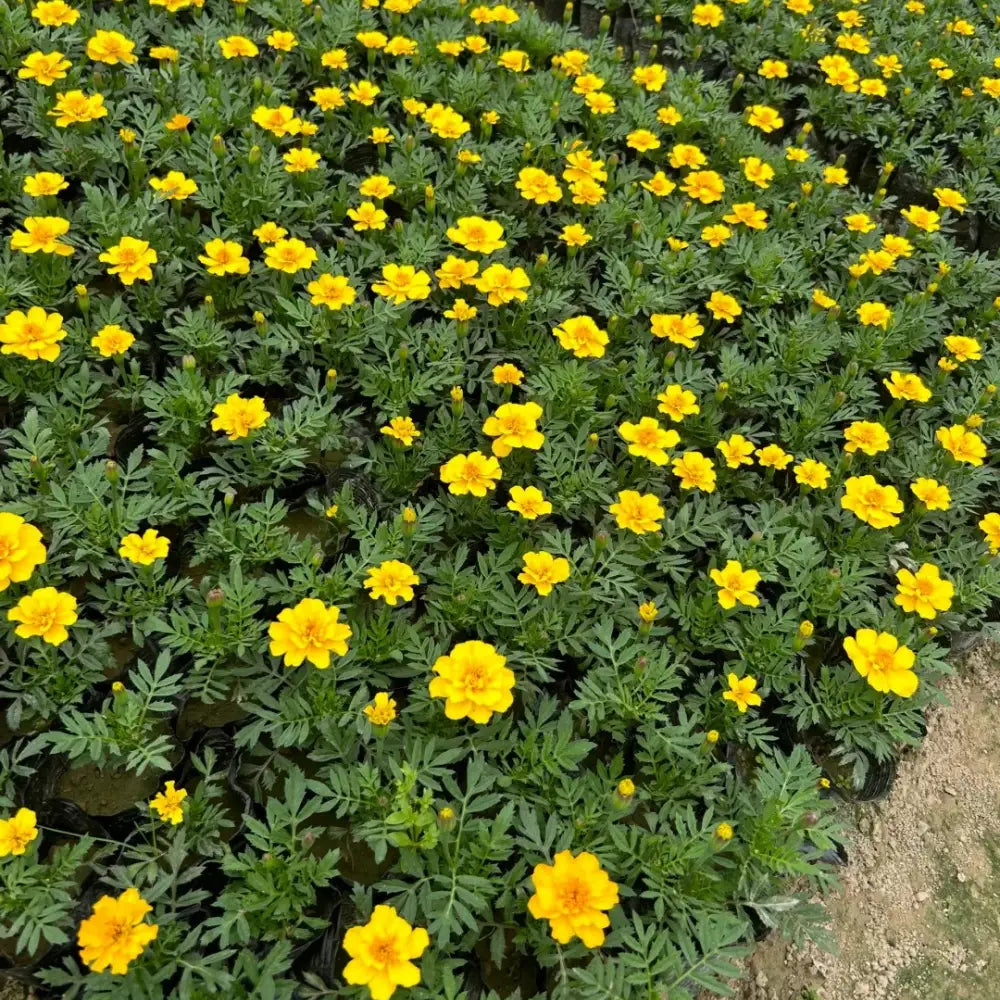 Double Yellow French Marigold Seeds
