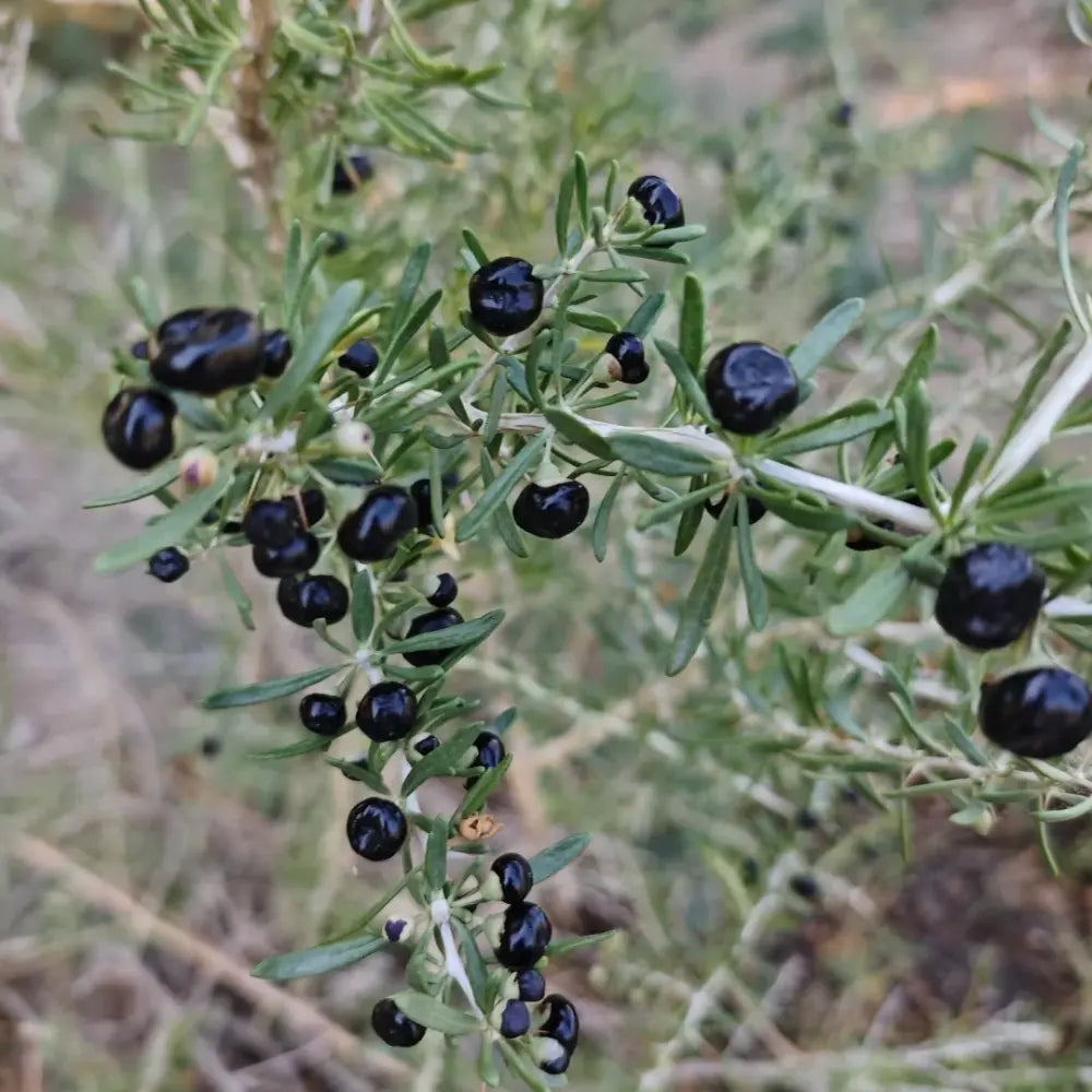 Black Goji Berry Seeds