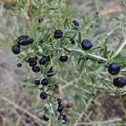 Black Goji Berry Seeds