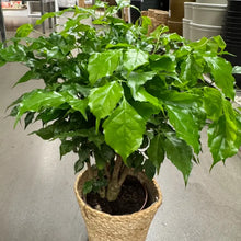 China Doll Plant Seeds