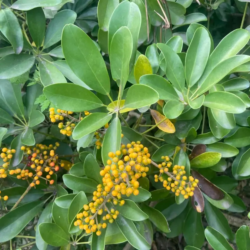 Schefflera Seeds
