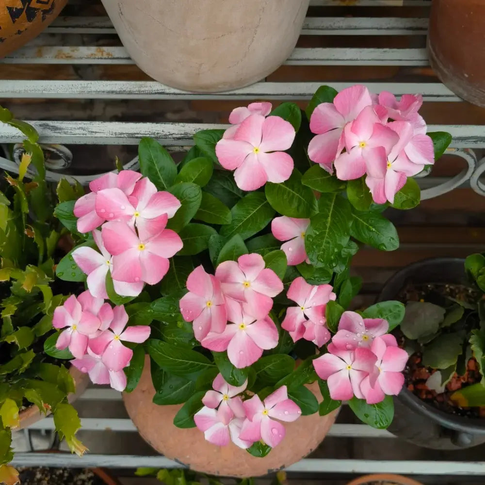 Pink Catharanthus Roseus Seeds