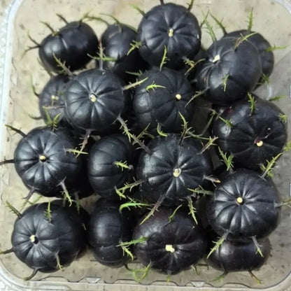 Red-Fruit Ginseng Seeds