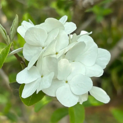 Viburnum Seeds