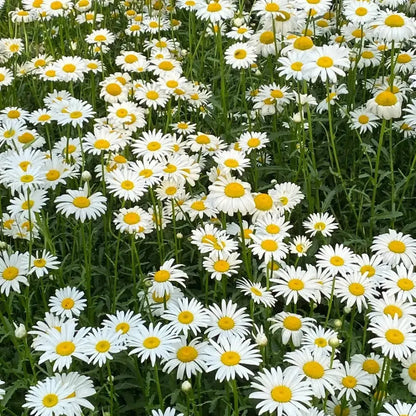 White Medium-sized Daisy Seeds
