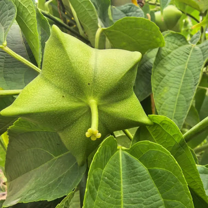 Sacha Inchi Seeds