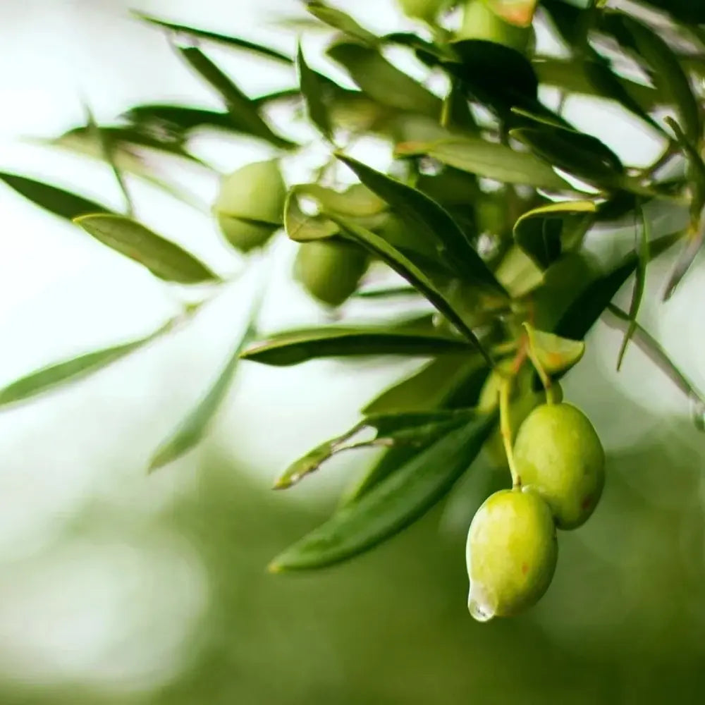Chinese Olive Seeds