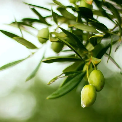 Chinese Olive Seeds