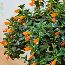 Goldfish Plant Seeds