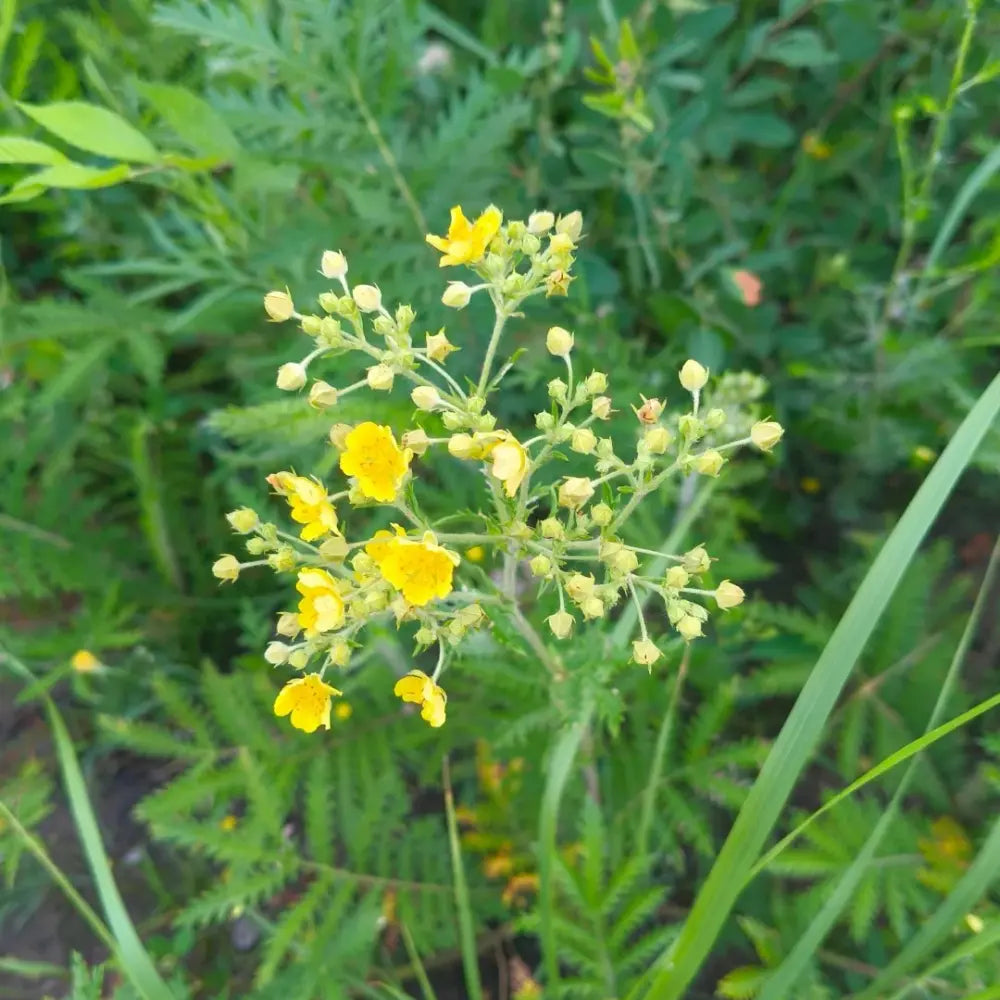 Cinquefoil Seeds