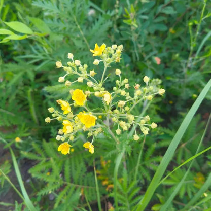 Cinquefoil Seeds