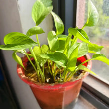 Pothos Seeds