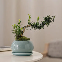 Boxwood Seeds