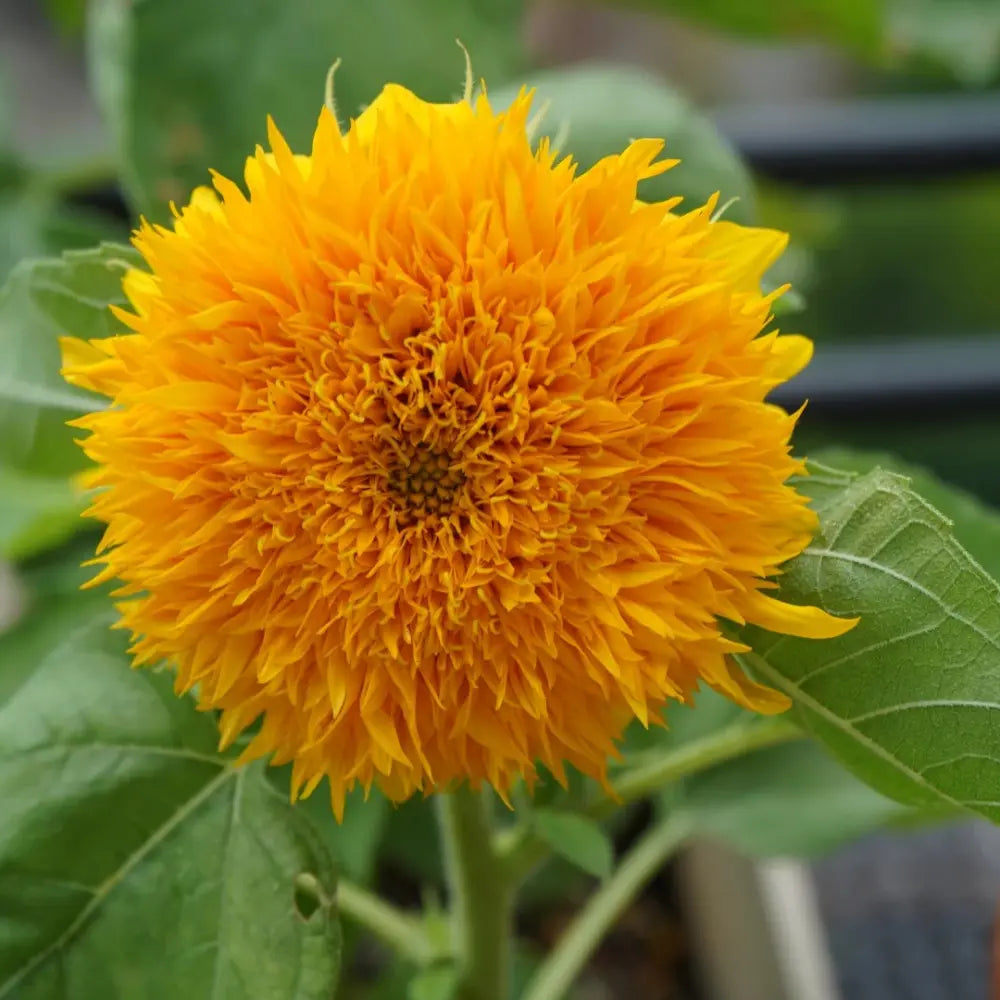 Teddy Bear Sunflower
