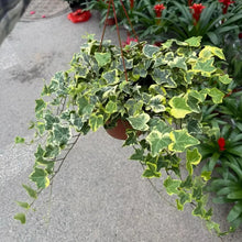 Variegated English Ivy Seeds