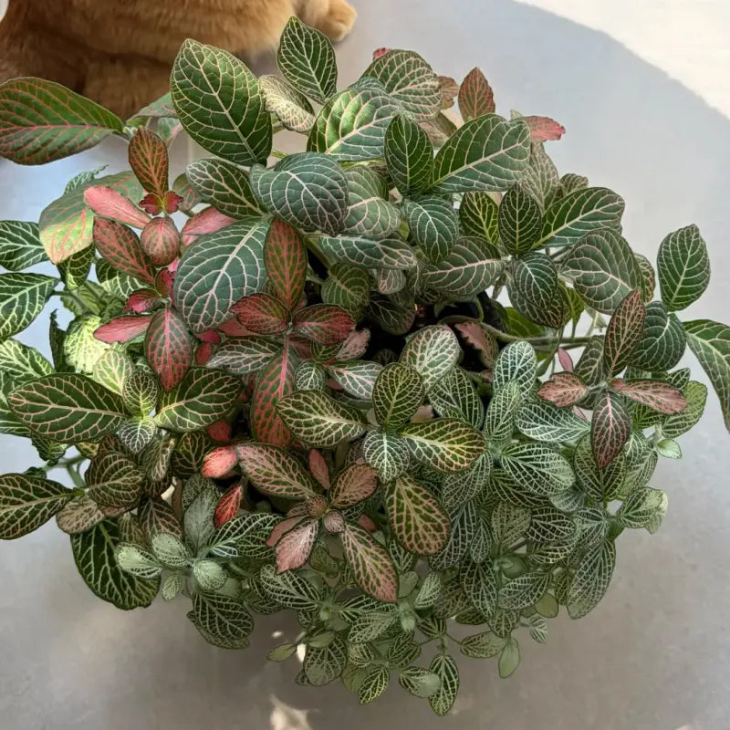 Nerve Plant Seeds