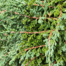 Japanese Juniper Seeds