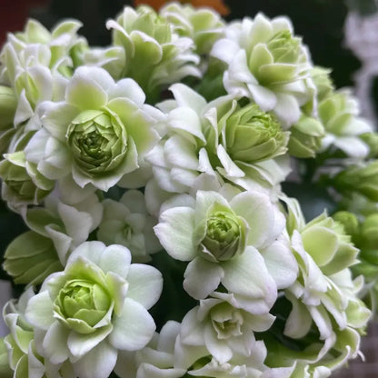 Green Paris Kalanchoe Seeds