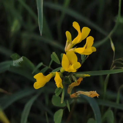 Fenugreek Seeds