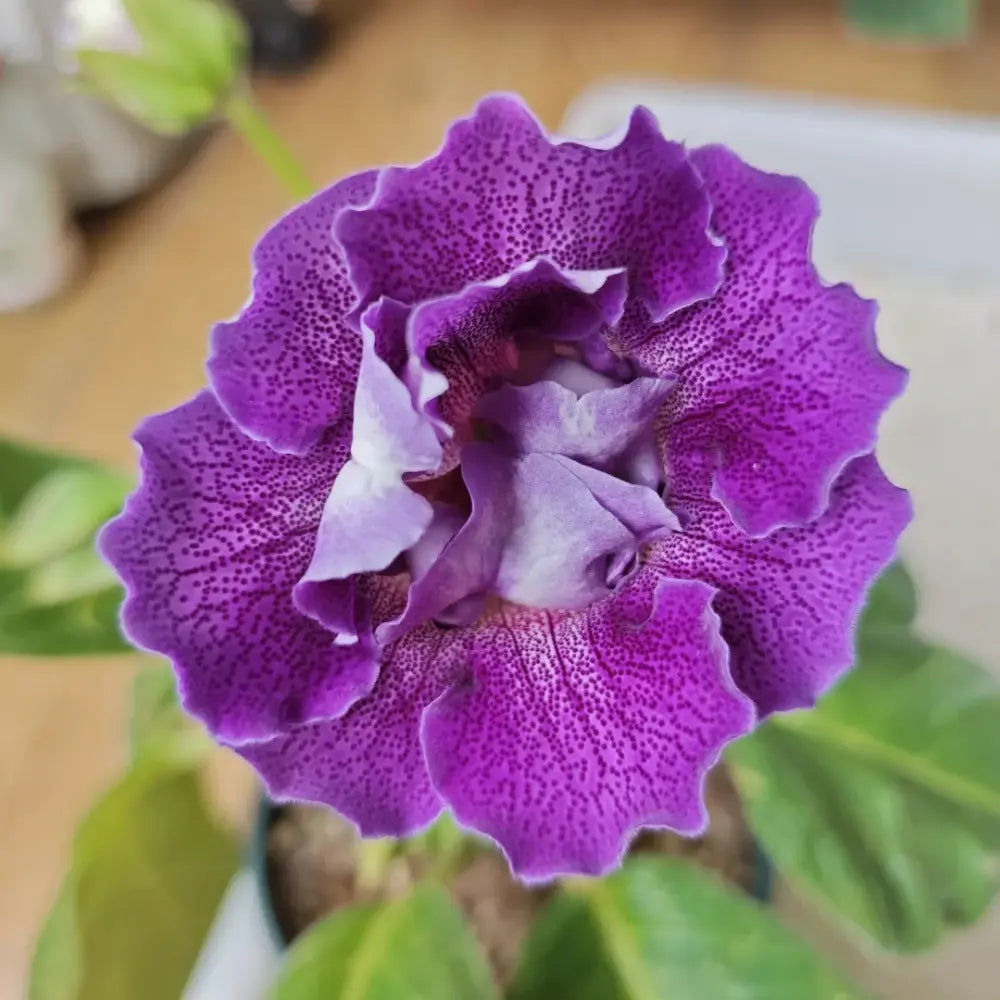 Mystic Purple Heart Double Gloxinia Seeds