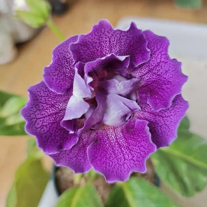 Mystic Purple Heart Double Gloxinia Seeds