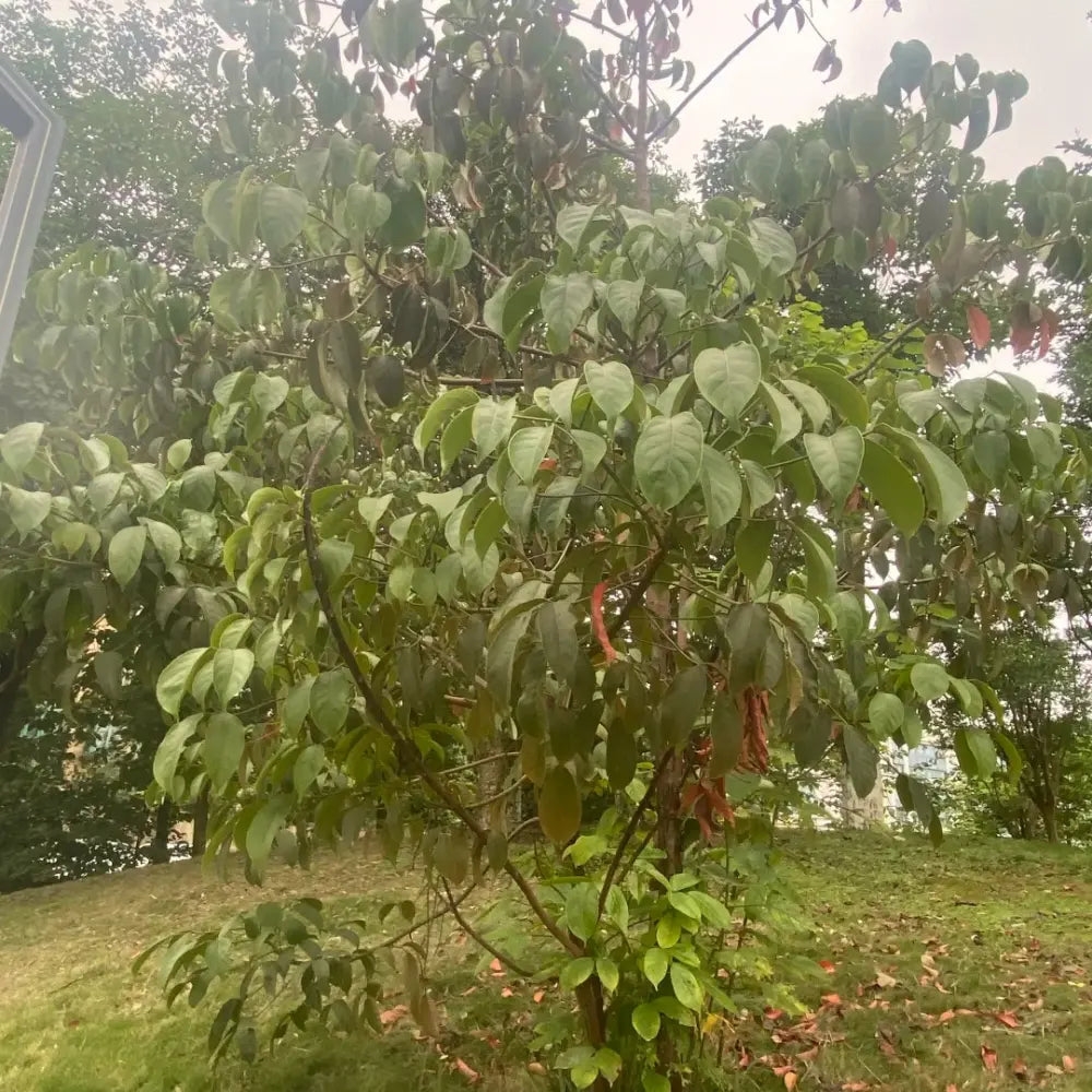 Hardy Rubber Tree Seeds